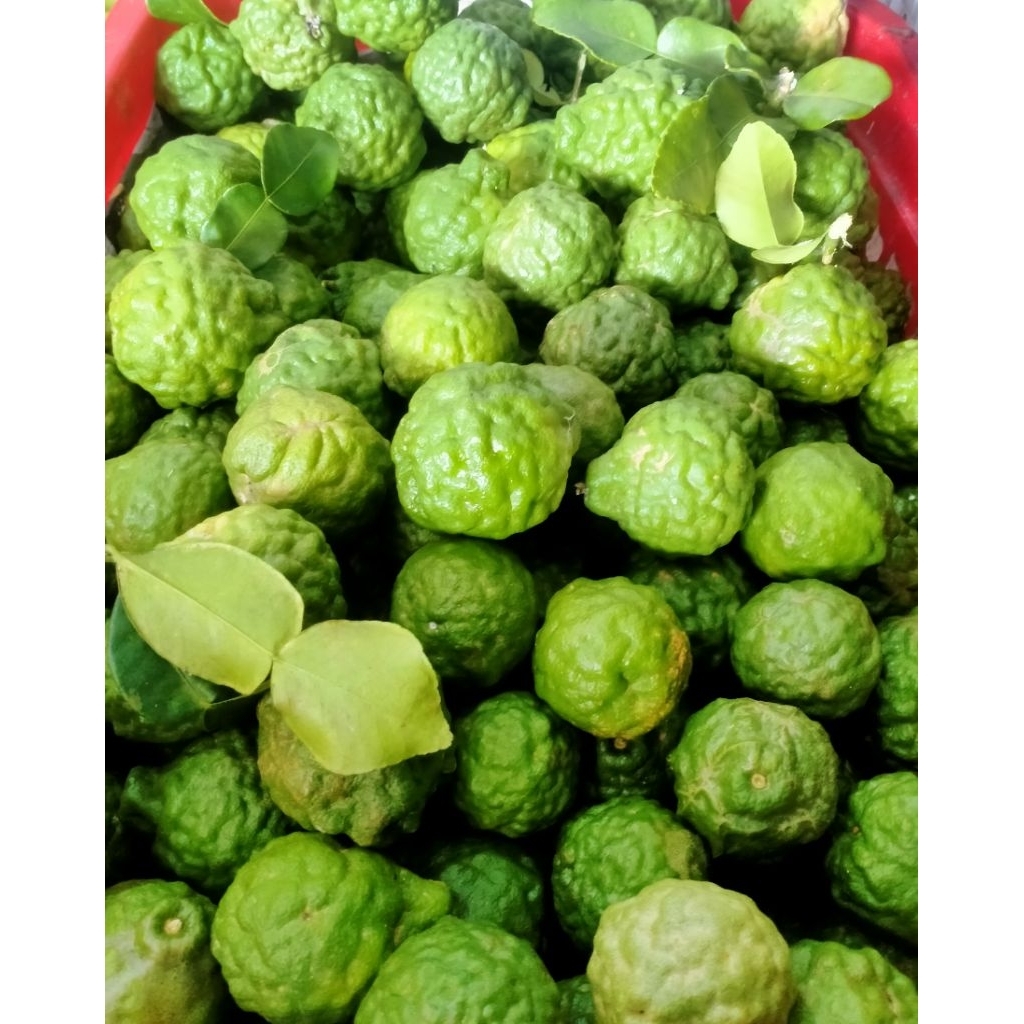 Trái chúc (Chanh Thái) 1kg hàng mới hái mỗi ngày