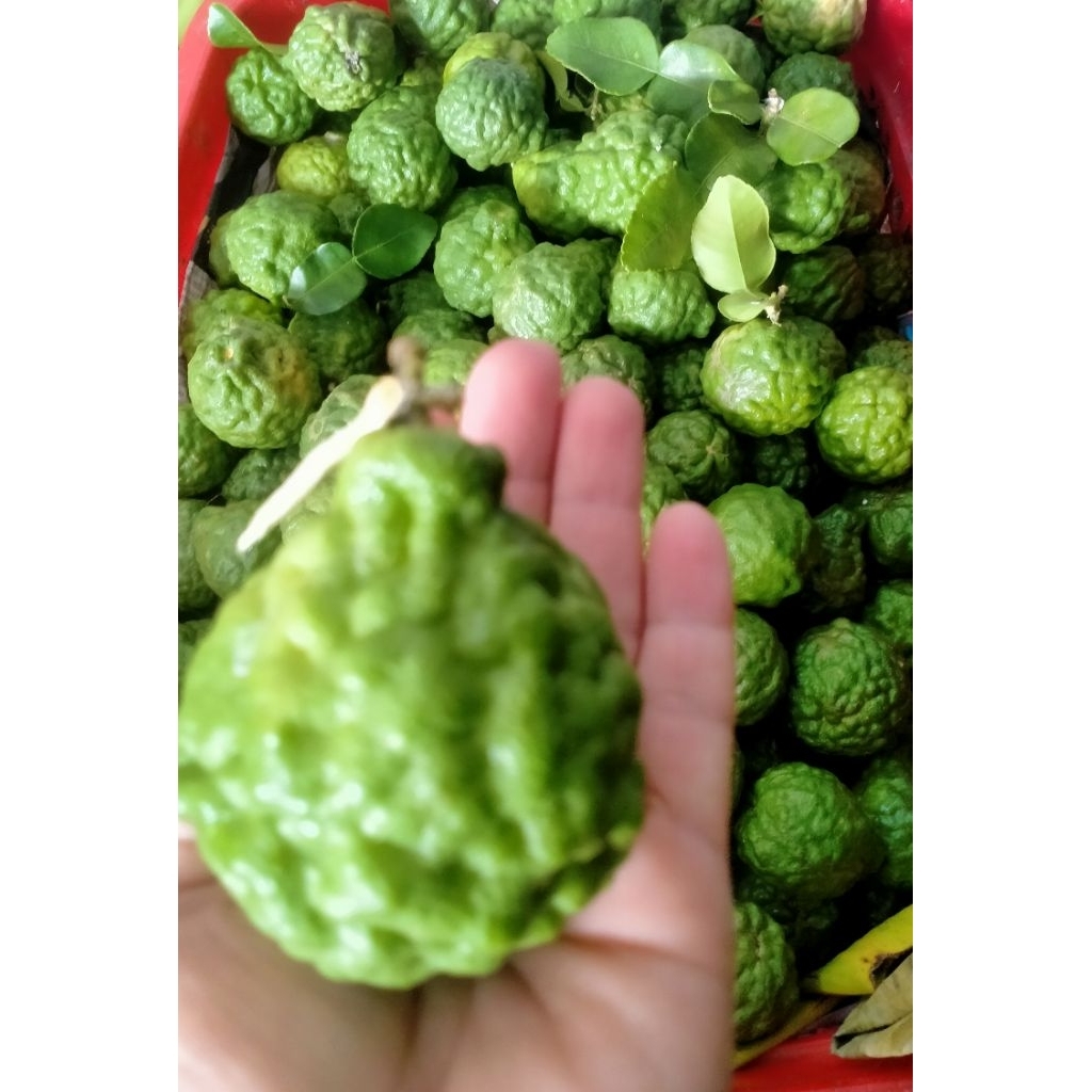 Trái chúc (Chanh Thái) 1kg hàng mới hái mỗi ngày