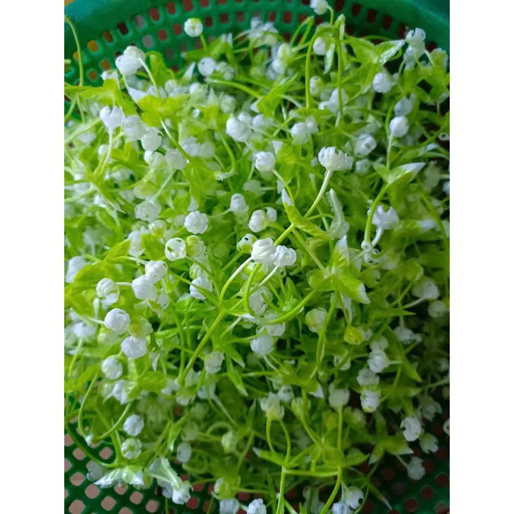 100g cỏ điểm đã bỏ gọng,điểm hoa sáp,hoa lụa,oản siêu xinh