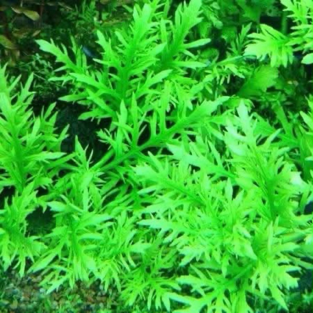 Cây Thuỷ Cúc Lá Nước - Cây Thuỷ Sinh -  Không Cần Phân Nền - Có Bảo Hành Vận Chuyển