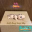 Móc khóa khớp nối Khủng Long Dinosaurs Flexi - Nhai Nha Nhò - đồ chơi in 3d nhiều màu - Holymesh