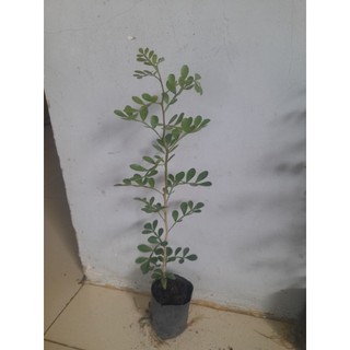 (combo 2 cây)Cây quách [cây cao từ 33_40cm, bầu nhỏ (bầu ươm cao 8cm, đường kính 6cm)] cây khỏe phát triển tốt