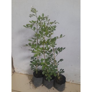 (combo 2 cây)Cây quách [cây cao từ 33_40cm, bầu nhỏ (bầu ươm cao 8cm, đường kính 6cm)] cây khỏe phát triển tốt