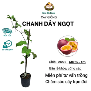 Cây chanh dây ngọt, chuẩn giống – Giống chanh leo ngọt dễ trồng, sai trái quanh năm