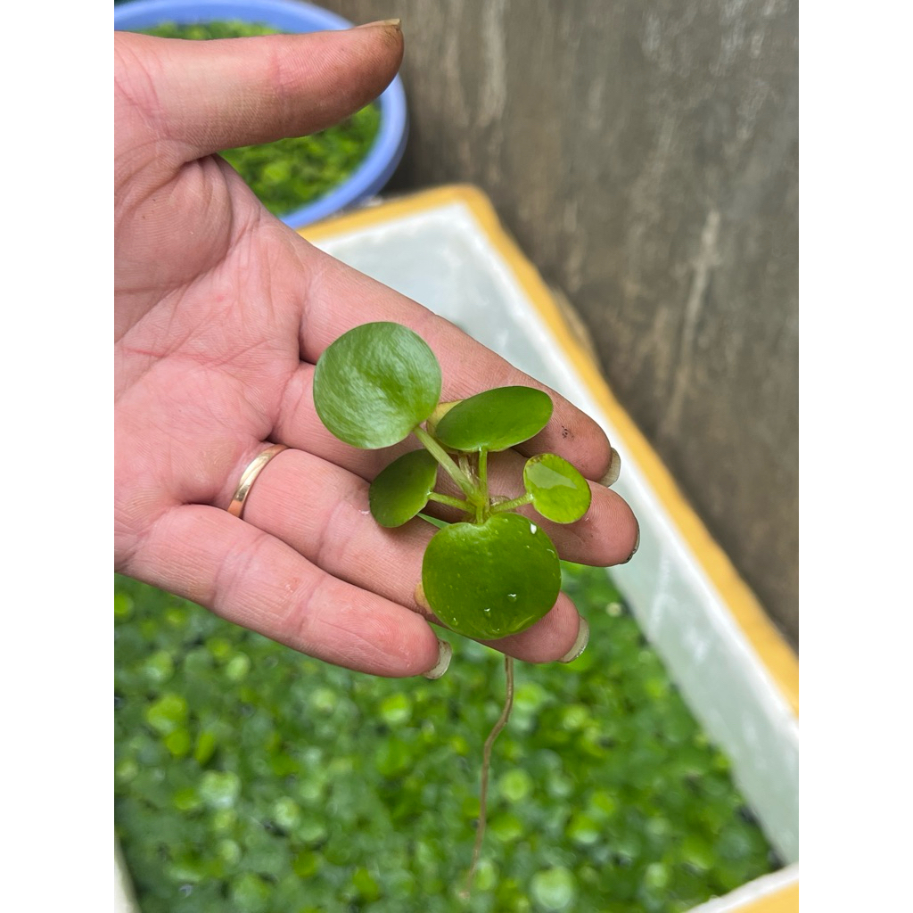 Bèo Nhật thuỷ sinh lọc nước bể cá dễ nuôi