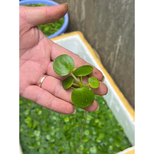 Bèo Nhật thuỷ sinh lọc nước bể cá dễ nuôi