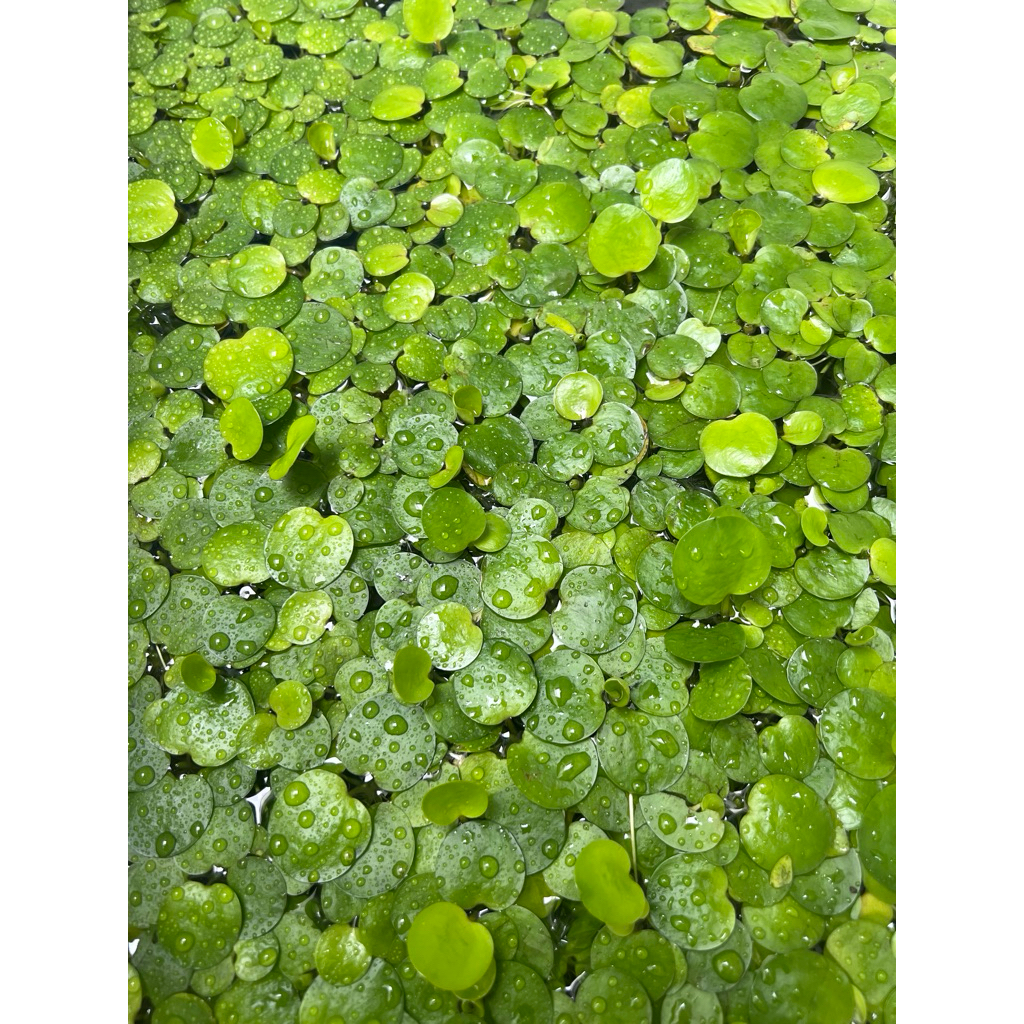 Bèo Nhật thuỷ sinh lọc nước bể cá dễ nuôi