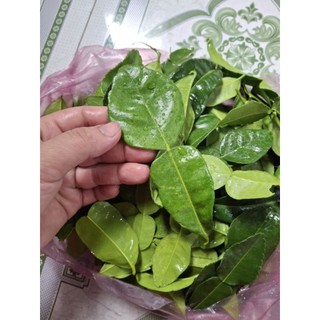 siêu ưu đãi 28k 100g LÁ CHANH THÁI, LÁ CHÚC TƯƠI