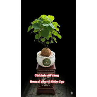 củ bình vôi Vàng Việt Nam thân leo sỉze 7-11cm