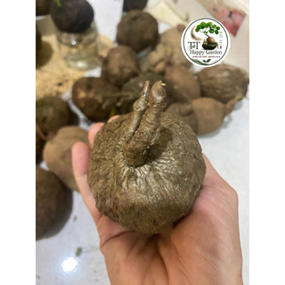 củ bình vôi Vàng Việt Nam thân leo sỉze 7-11cm