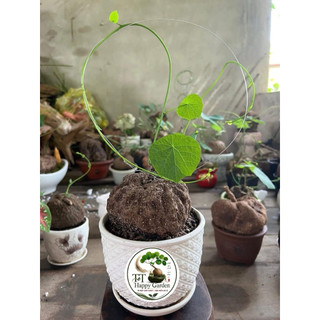 củ bình vôi Vàng Việt Nam thân leo sỉze 7-11cm
