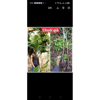 chuối giống đủ loại ( chuối già, chuối sáp, chuối xiêm, chuối cau, chuối hột)