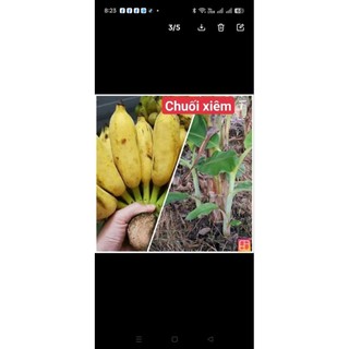 chuối giống đủ loại ( chuối già, chuối sáp, chuối xiêm, chuối cau, chuối hột)