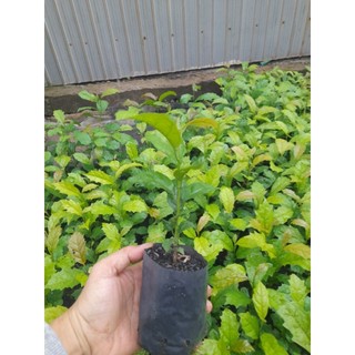 Cây xạ đen[ cây cao từ 10cm_15cm, bầu ươm cao 6cm, đường kính 5cm]