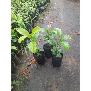 Cây xạ đen[ cây cao từ 10cm_15cm, bầu ươm cao 6cm, đường kính 5cm]
