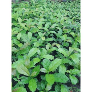 Cây xạ đen[ cây cao từ 10cm_15cm, bầu ươm cao 6cm, đường kính 5cm]
