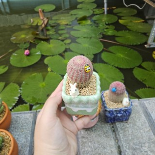 Xương Rồng Cầu Vồng Size 6-7cm Trồng Sẵn Chậu Gốm Tráng Men Cao Cấp - Cây Khỏe Đẹp Decor Bàn Làm Việc - Mầm Nắng Garden
