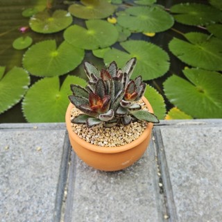 Sen Đá Nhung Viền Đen Size 7cm Cứng Cáp Độc Đáo - Trồng Sẵn Chậu Lu Đất Nung Nâu Vintage - Mầm Nắng Garden
