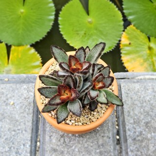 Sen Đá Nhung Viền Đen Size 7cm Cứng Cáp Độc Đáo - Trồng Sẵn Chậu Lu Đất Nung Nâu Vintage - Mầm Nắng Garden