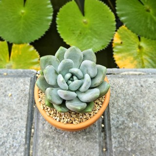 Sen Đá Sỏi Quan Âm 7cm Em Bé Mũm Mĩm Khỏe Đẹp - Có Sẵn Chậu Lu Đất Nung Nâu Vintage - Mầm Nắng Garden