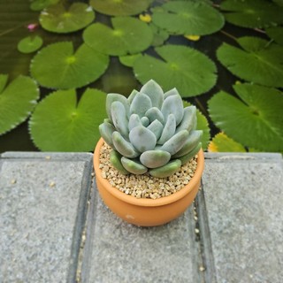 Sen Đá Sỏi Quan Âm 7cm Em Bé Mũm Mĩm Khỏe Đẹp - Có Sẵn Chậu Lu Đất Nung Nâu Vintage - Mầm Nắng Garden