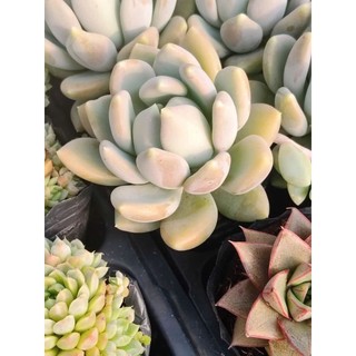 Sen Đá Sỏi Quan Âm 7cm Em Bé Mũm Mĩm Khỏe Đẹp - Có Sẵn Chậu Lu Đất Nung Nâu Vintage - Mầm Nắng Garden