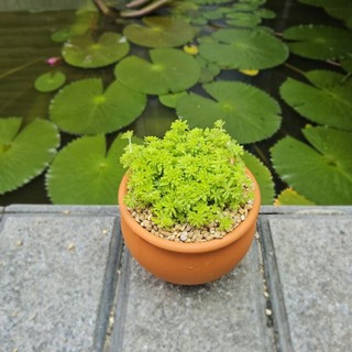 Sen Đá Sedum Dạ Quang 7cm Bụi Nhỏ Tỏa Sáng - Có Sẵn Chậu Lu Đất Nung Nâu Vintage - Mầm Nắng Garden
