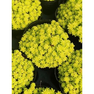 Sen Đá Sedum Dạ Quang 7cm Bụi Nhỏ Tỏa Sáng - Có Sẵn Chậu Lu Đất Nung Nâu Vintage - Mầm Nắng Garden