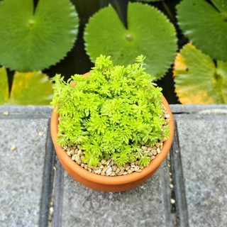 Sen Đá Sedum Dạ Quang 7cm Bụi Nhỏ Tỏa Sáng - Có Sẵn Chậu Lu Đất Nung Nâu Vintage - Mầm Nắng Garden