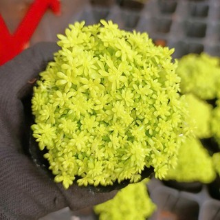 Sen Đá Sedum Dạ Quang 7cm Bụi Nhỏ Tỏa Sáng - Có Sẵn Chậu Lu Đất Nung Nâu Vintage - Mầm Nắng Garden