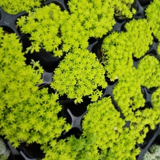 Sen Đá Sedum Dạ Quang 7cm Bụi Nhỏ Tỏa Sáng - Có Sẵn Chậu Lu Đất Nung Nâu Vintage - Mầm Nắng Garden