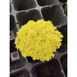 Sen Đá Sedum Dạ Quang 7cm Bụi Nhỏ Tỏa Sáng - Có Sẵn Chậu Lu Đất Nung Nâu Vintage - Mầm Nắng Garden