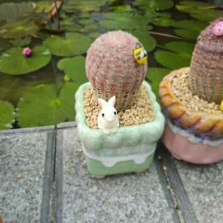 Xương Rồng Cầu Vồng Size 6-7cm Trồng Sẵn Chậu Gốm Tráng Men Cao Cấp - Cây Khỏe Đẹp Decor Bàn Làm Việc - Mầm Nắng Garden
