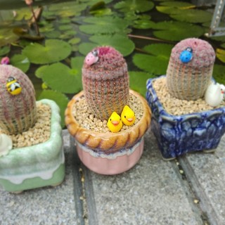 Xương Rồng Cầu Vồng Size 6-7cm Trồng Sẵn Chậu Gốm Tráng Men Cao Cấp - Cây Khỏe Đẹp Decor Bàn Làm Việc - Mầm Nắng Garden