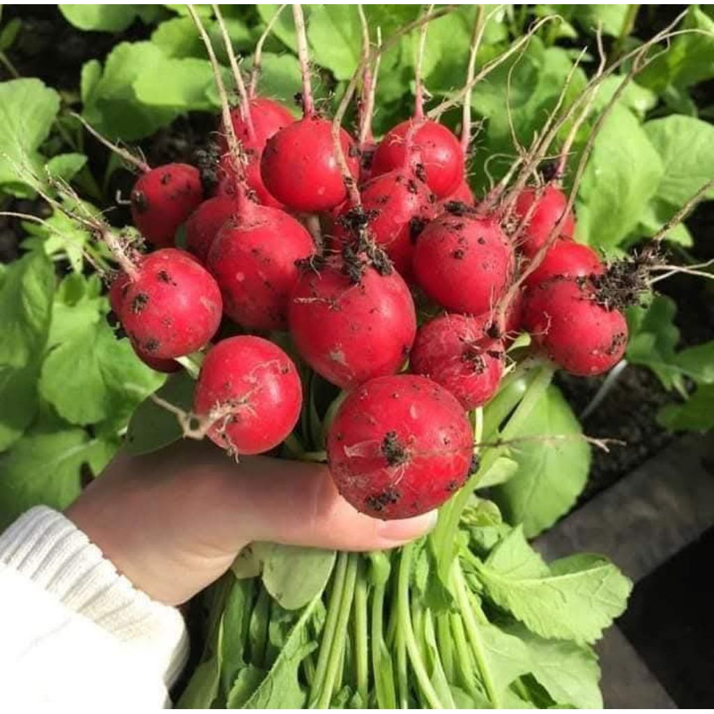2 gr hạt giống củ cải đỏ mini cherry ăn 💥Cực Ngon💥 Chất Lượng Cao
