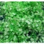 Combo 500g Cỏ Điểm Hoa Baby Trắng Nụ Cắm Tay Thủ Công DUHA 141
