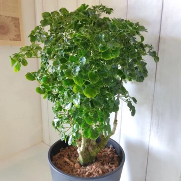 ĐINH LĂNG LÁ TRÒN 3 GỐC- CÂY CẢNH ĐỂ BÀN (như hình 4 và 5)