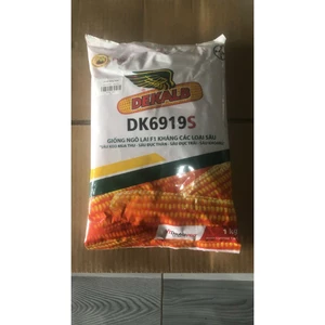 🌽DK6919S GIỐNG NGÔ LAI F1 DEKALB gói 1 kg – KHÁNG SÂU TOÀN DIỆN
