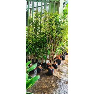 Cây Giống Sapo Mexico (Cây Hồng Xiêm Mexico) Cao 1m5-2m - Trái To, Ngọt Đậm, Dễ Trồng