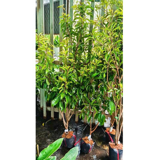 Cây Giống Sapo Mexico (Cây Hồng Xiêm Mexico) Cao 1m5-2m - Trái To, Ngọt Đậm, Dễ Trồng