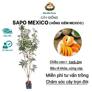 Cây Giống Sapo Mexico (Cây Hồng Xiêm Mexico) Cao 1m5-2m - Trái To, Ngọt Đậm, Dễ Trồng