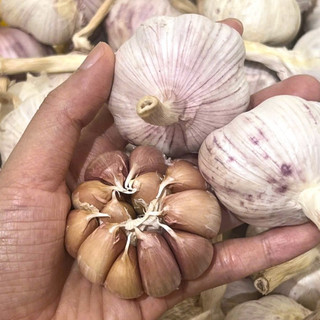 Tỏi Tép Hồng Khô Còn Nguyên Vỏ 500G - 1Kg - 2Kg - Củ To Chắc Tép - Tép Có Màu Hồng Nhạt