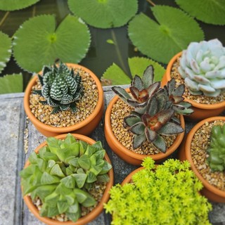 Sen Đá Nhiều Loại Chọn Mẫu Trồng Sẵn Chậu Lu Đất Nung 8x6cm Siêu Cưng Cho Bàn Làm Việc - Mầm Nắng Garden