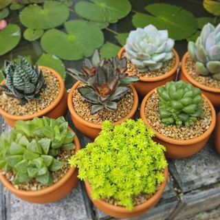 Sen Đá Nhiều Loại Chọn Mẫu Trồng Sẵn Chậu Lu Đất Nung 8x6cm Siêu Cưng Cho Bàn Làm Việc - Mầm Nắng Garden