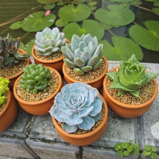 Sen Đá Nhiều Loại Chọn Mẫu Trồng Sẵn Chậu Lu Đất Nung 8x6cm Siêu Cưng Cho Bàn Làm Việc - Mầm Nắng Garden