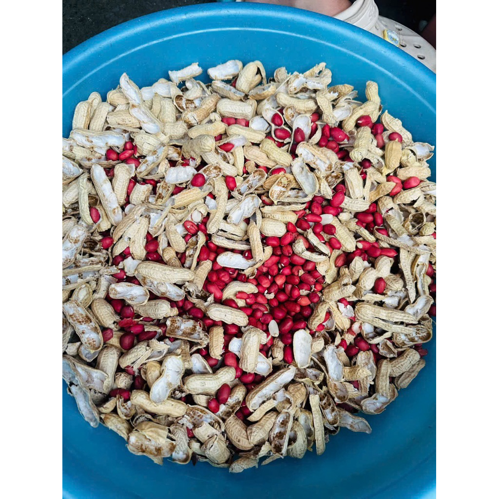 Lạc nhân đỏ Tây Bắc Thơm Bùi Ngọt túi 500gr Hút Chân Không