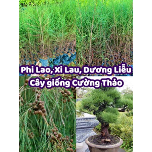 Cây giống Phi Lao, Xi Lau ( Mua 10 tặng 1 )