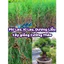 Cây giống Phi Lao, Xi Lau ( Mua 10 tặng 1 )