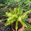 Quả Cầu Rêu Kokedama Dương Sỉ Thái Vàng( Không Kèm Đĩa)