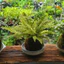 Quả Cầu Rêu Kokedama Dương Sỉ Thái Vàng( Không Kèm Đĩa)